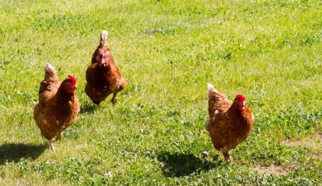 n3-4 bed Barn, open living space , pet friendly, rural, with easy access from M4