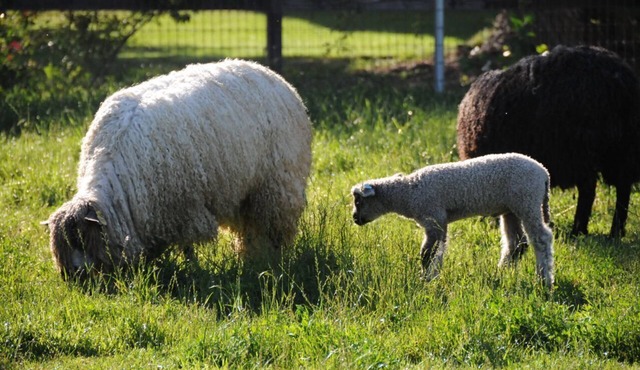 Namaste Farms Wine Country Working Wool Sheep Farm; Main Cottage 501c3