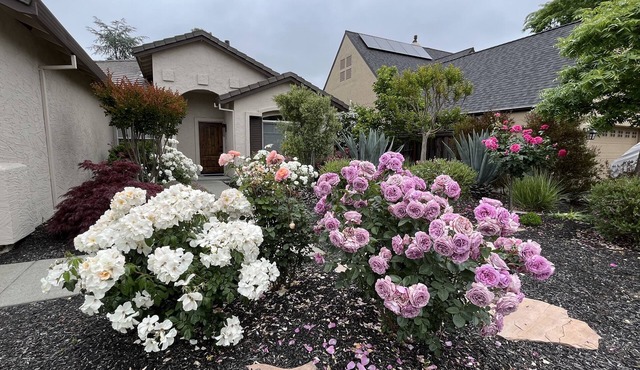 Napa Yountville Luxury - Open Concept - Outdoor Living
