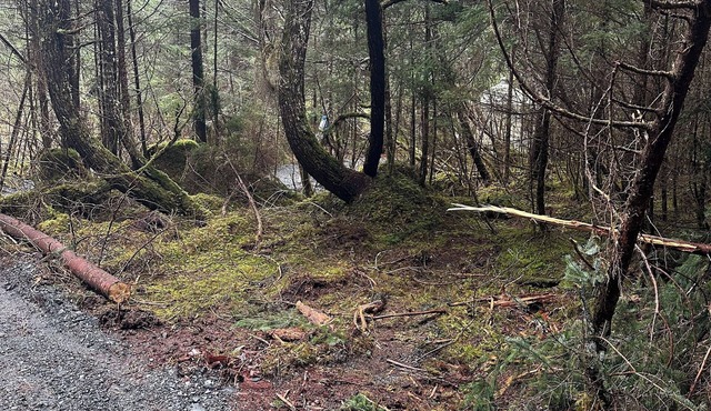 Natural scenic campground in Seward