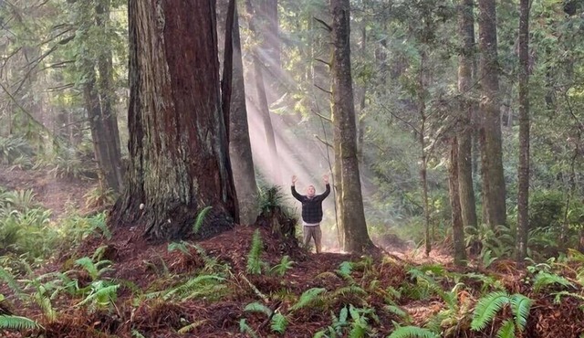 Nature Retreat - 2 private cabins in a magical Redwood forest with ocean views