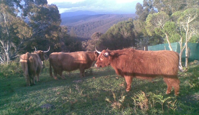 Near and Far Nature Stay, self contained cabins.n