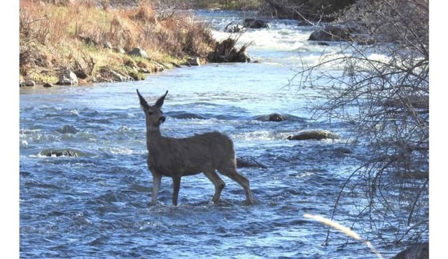 Near Bryce/ Zion Backyard River Retreat - Fish, Raft, Hike 1 Bd/Bth and/or Camp!