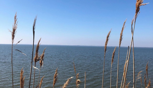 Near Chincoteague & Assateague IslandnCharming 2-bedroom cottage