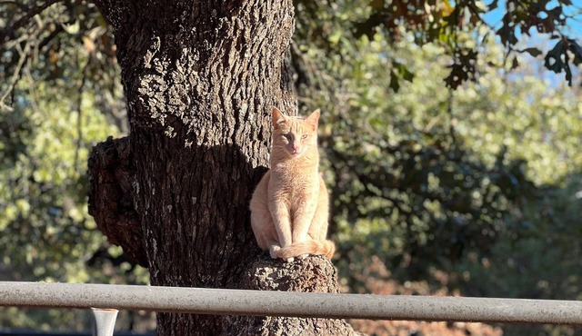 Near Turner Falls, Arbuckle Lake, Chickasaw National Park, & CrossBar Ranch.n