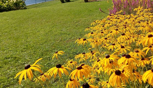 Neckar idyll with castle view in an upscale apartment and covered terrace in Neckarsteinach