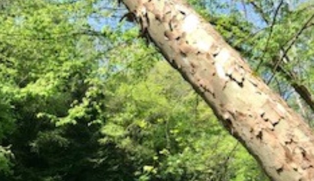 Neshannock Falls Camp