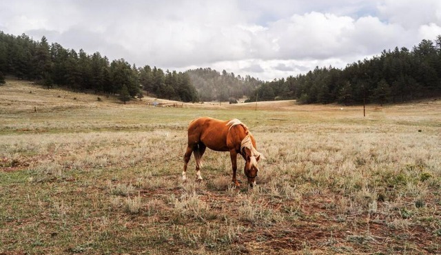 New! Adorable Cabin in Colorado National Forest