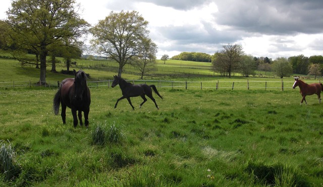 New apartment in a country house with terrace and garden