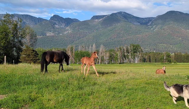 New! Avail 4th of July! 13-person cabin. Hot tub on roof, 15 mins to Flathead Lk