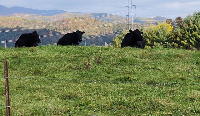 NEW LISTING ♥ BlackDog Farmhouse Mtn. City TN ♥ Pet Friendly ♥ 29 MI from Boone