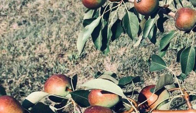 Niagara on the lake vineyard vacation home Lic# 013-2022