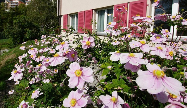 Nice apartment for 4 people with WIFI, TV, balcony and pets allowed
