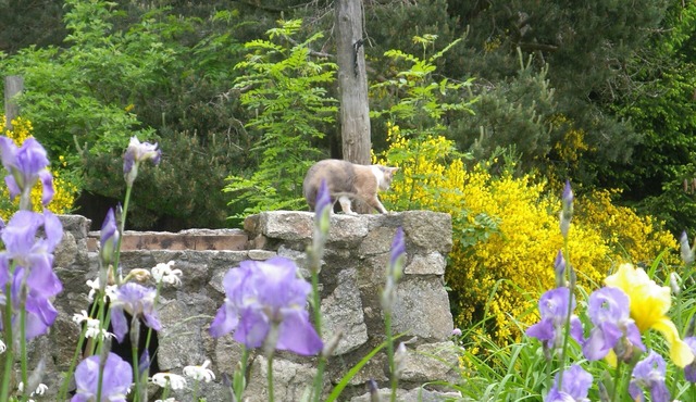 Nice holiday home in the south-east of the Auvergne