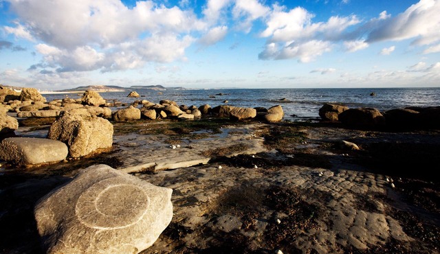 Nutkins, luxury shepherd hut, own hot tub, en-suite, meadow, close to Lyme Regis