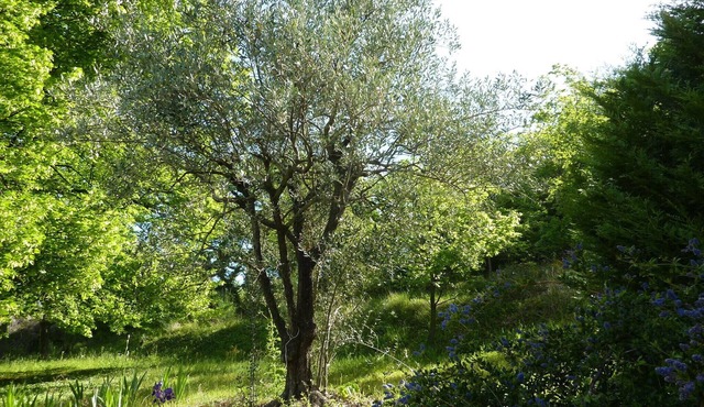 NYONS Autonomous Logis for 4 to 6 people in a quiet Mas with scents of Provence