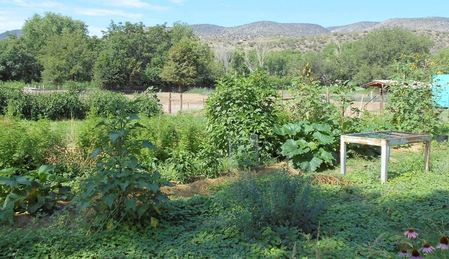 Oasis by the Wilderness