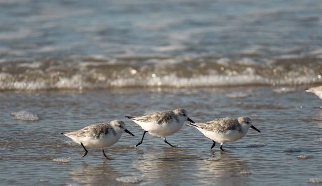 Oceanfront Home in Flager Beach with Beach Chairs & Towels, WIFI - Pet friendly.