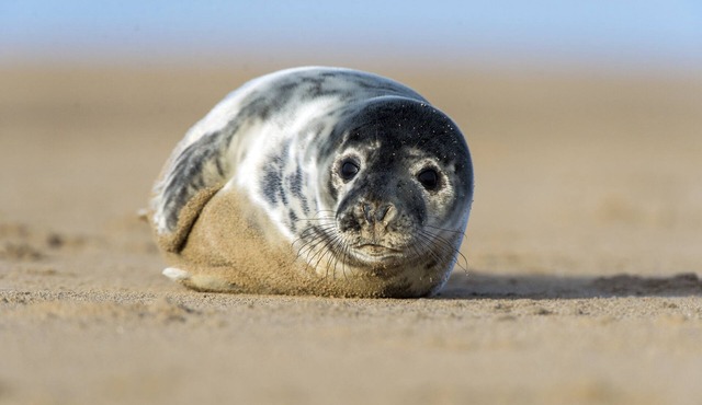 Oceanfront Luxury Home