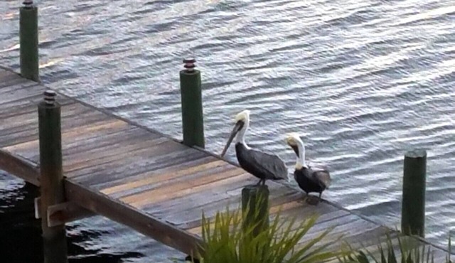 Oceanside home, dock,kayaks,bikes,pool,fishing,111