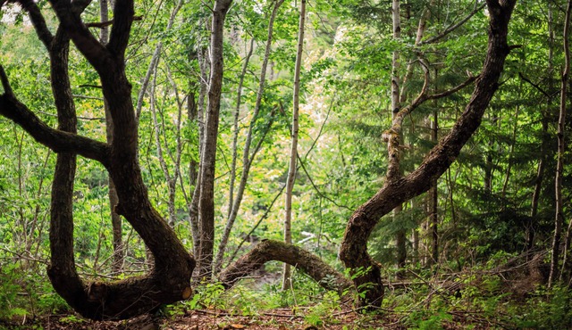 Off-Grid Micro-Cabin in the Heart of Albert County