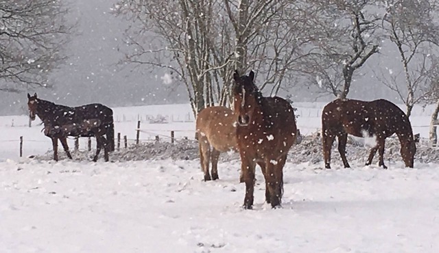 old farmhouse surrounded by nature