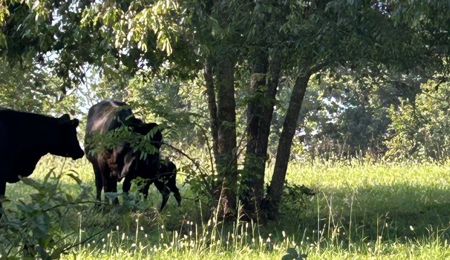 Old Wire Cottage - No cleaning fee - high speed internet