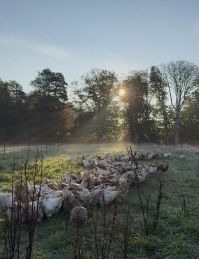 Omfaun farm stays & bed and breakfast