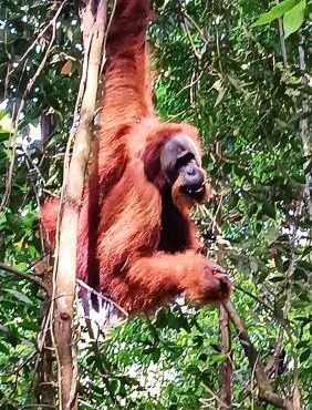 On The Rocks Bungalows, Restaurant and Jungle Trekking Tours - From May to September only stay here if you are booking jungle treks with us - feel free to contact us about our Jungle Trekking services