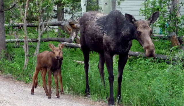One Bedroom at Base of Majestic Mountain