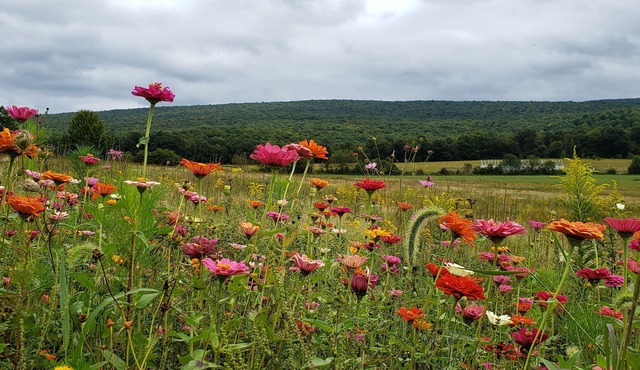 One of a kind, private, beautiful rustic cabin in the Laurel Highlands