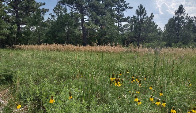 One of two rustic cabins nestled in Rosebud Sicangu Lakota Oyate pine forest.