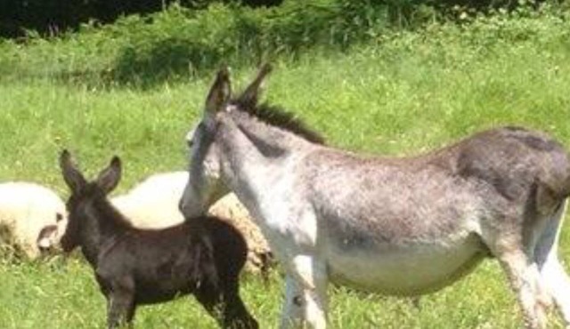 Organic cottage Ferme la combe MASSSAGUEL