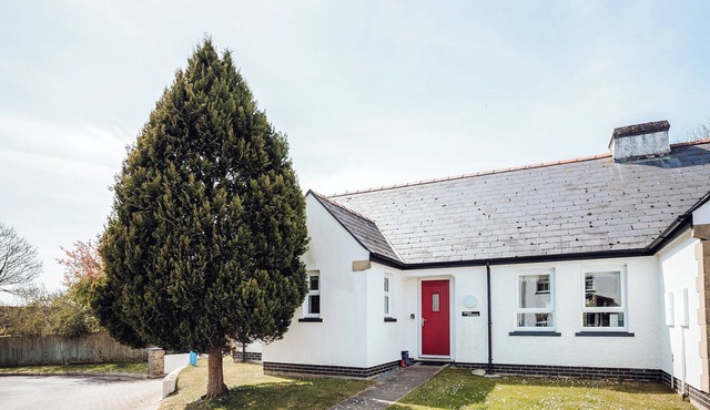 Oyster Catchers - UK6730