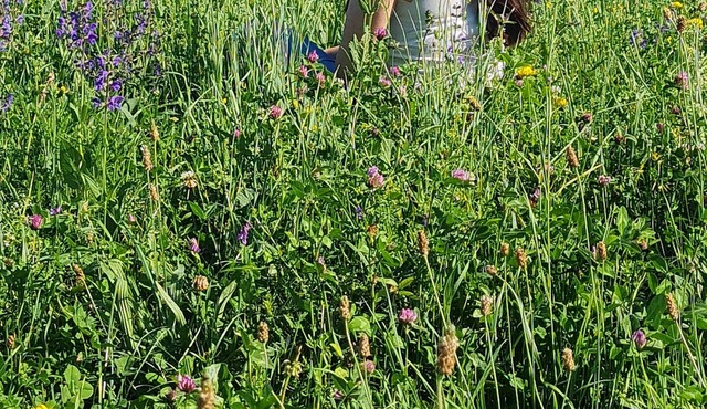 Pâquerette "une Prairie en Provence"