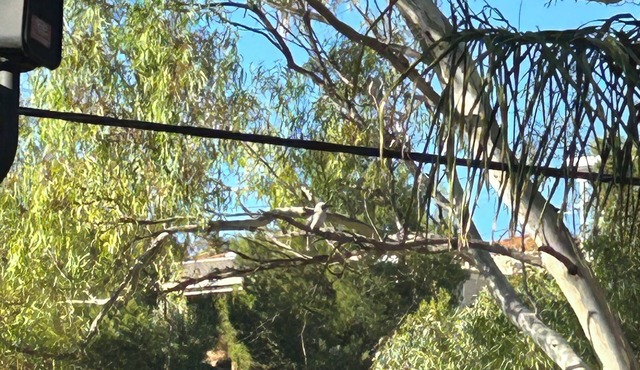 Palm View Studio on a quiet no through rd can walk to restaurants & pub,bus stop