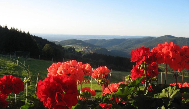 Panoramablick, Typ C, 65 qm, 2. Etage, max. 3 Pers. in Horben