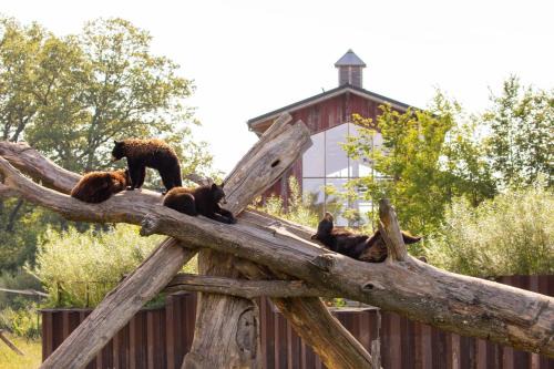 Parc Animalier de Sainte-Croix