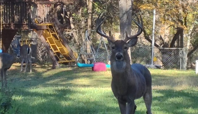 PARKLIKE YARD w/DEER ON 1ACRE 3000SQFT, SUNROOM, INDOOR HOT TUB, WiFi & INTERNET