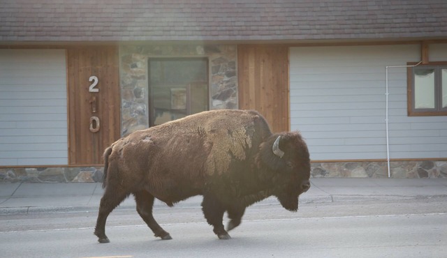Parks Riverside A in Gardiner, MT North Entrance to Yellowstone