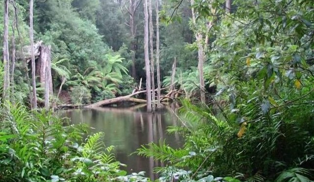 parkwood cottage Otways