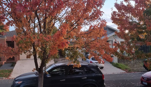 Parrot's on the creek .