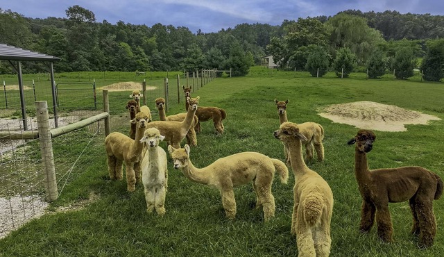 Patoka Lake Alpaca Farmstay