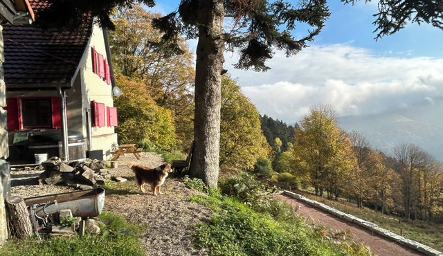 Peace and authenticity in the heart of the Vosges mountains