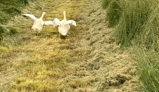 Peace and tranquility in the country with quick access to Kansas City