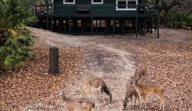 Peace on the River with deer