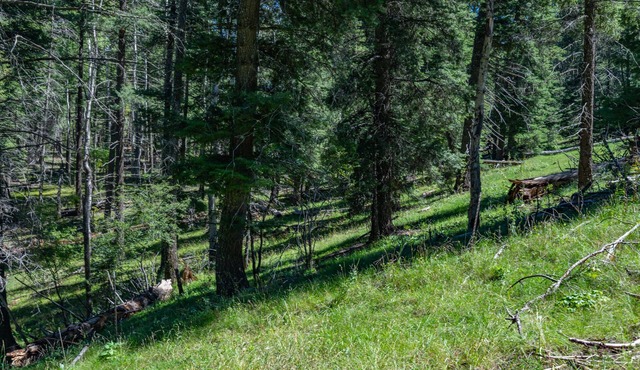 "Peace & Quiet", Nature's Retreat, 50 yds from Trailhead, Wildlife Galore