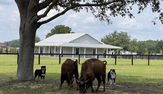 Peaceful and confortable 3/2 house in a Horse Farm