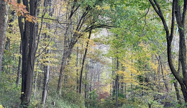 Peaceful and Spacious mountain retreat. Full of amenities. Off grid yet close.