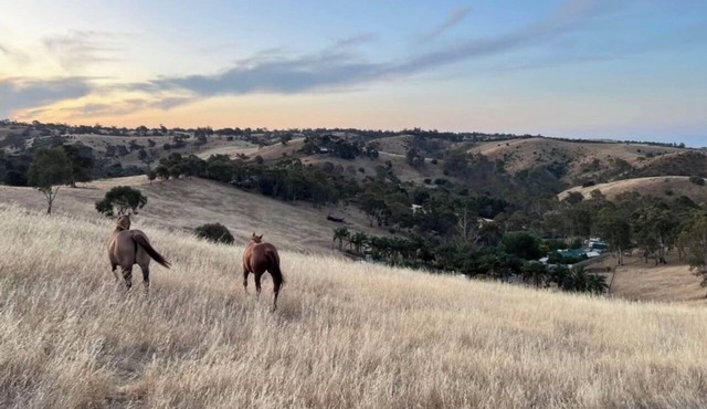 Peaceful bush retreat near the Barossa-Nature, horses, calm.